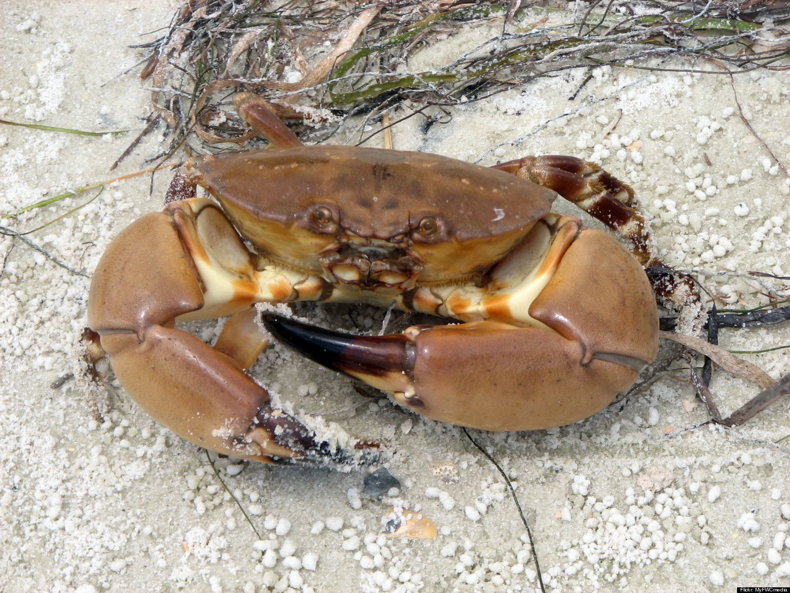 Stone crabs resilient and delicious Leoma Lovegrove